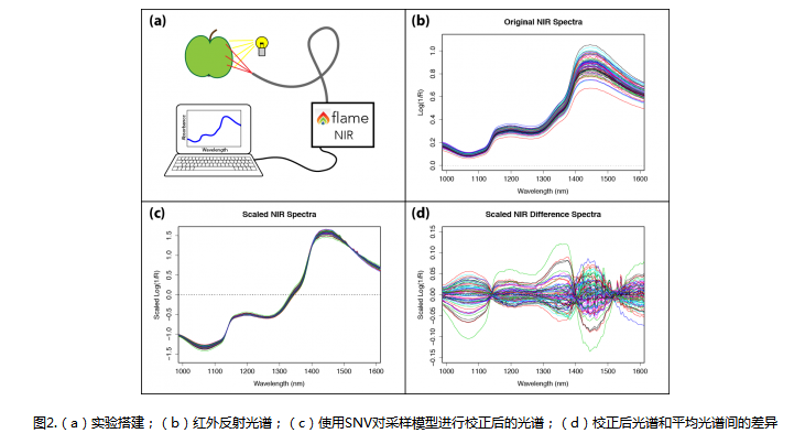 通过苹果表面的反射光谱判断苹果的种类和甜度 韵翔光电